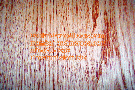 Colonial Maple wood floor stain color